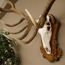 Cuernos de ciervo rojo 6 puntas Altura 59 cm Cuernos de ciervo Cuernos tallados con placa de trofeo 70.1031