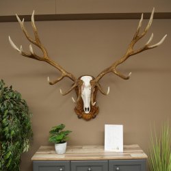 Cuernos de ciervo rojo 6 puntas Altura 59 cm Cuernos de ciervo Cuernos tallados con placa de trofeo 70.1031