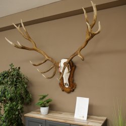 Cuernos de ciervo rojo 6 puntas Altura 59 cm Cuernos de ciervo Cuernos tallados con placa de trofeo 70.1031