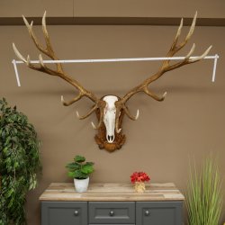 Cuernos de ciervo rojo 6 puntas Altura 59 cm Cuernos de ciervo Cuernos tallados con placa de trofeo 70.1031