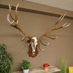 Cuernos de ciervo rojo 6 puntas Altura 59 cm Cuernos de ciervo Cuernos tallados con placa de trofeo 70.1031