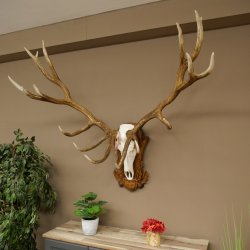 Cuernos de ciervo rojo 6 puntas Altura 59 cm Cuernos de ciervo Cuernos tallados con placa de trofeo 70.1031