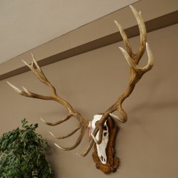 Cuernos de ciervo rojo 6 puntas Altura 59 cm Cuernos de ciervo Cuernos tallados con placa de trofeo 70.1031