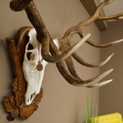 Cuernos de ciervo rojo 6 puntas Altura 59 cm Cuernos de ciervo Cuernos tallados con placa de trofeo 70.1031