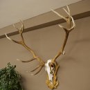 Cuernos de ciervo rojo 6 puntas Altura 59 cm Cuernos de...