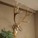 Cuernos de ciervo rojo 6 puntas Altura 59 cm Cuernos de...