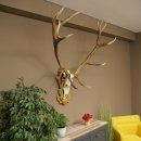 Cuernos de ciervo rojo 6 puntas Altura 59 cm Cuernos de ciervo Cuernos tallados con placa de trofeo 70.1031