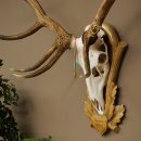 Cuernos de ciervo rojo 6 puntas Altura 59 cm Cuernos de ciervo Cuernos tallados con placa de trofeo 70.1031