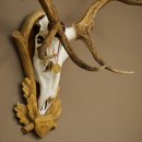 Cuernos de ciervo rojo 6 puntas Altura 59 cm Cuernos de ciervo Cuernos tallados con placa de trofeo 70.1031