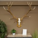 Cuernos de ciervo rojo 6 puntas Altura 59 cm Cuernos de ciervo Cuernos tallados con placa de trofeo 70.1031