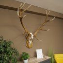 Cuernos de ciervo rojo 6 puntas Altura 59 cm Cuernos de ciervo Cuernos tallados con placa de trofeo 70.1031