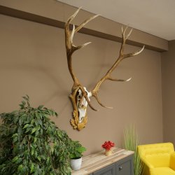 Cuernos de ciervo rojo 6 puntas Altura 59 cm Cuernos de ciervo Cuernos tallados con placa de trofeo 70.1031