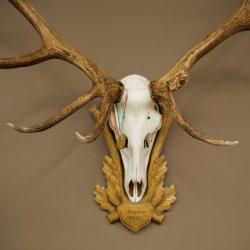 Cuernos de ciervo rojo 6 puntas Altura 59 cm Cuernos de ciervo Cuernos tallados con placa de trofeo 70.1031