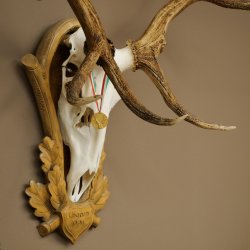 Cuernos de ciervo rojo 6 puntas Altura 59 cm Cuernos de ciervo Cuernos tallados con placa de trofeo 70.1031