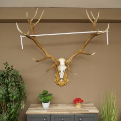 Cuernos de ciervo rojo 6 puntas Altura 59 cm Cuernos de ciervo Cuernos tallados con placa de trofeo 70.1031