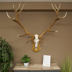 Cuernos de ciervo rojo 6 puntas Altura 59 cm Cuernos de ciervo Cuernos tallados con placa de trofeo 70.1031