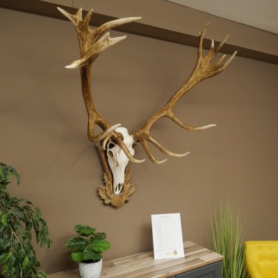 Rothirschgeweih ung. 20 ender Hirsch Höhe 112 cm Hirschgeweih Geweih auf geschnitztem Trophäenschild #82