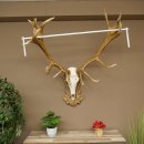 Cuernos de ciervo rojo 6 puntas Altura 59 cm Cuernos de...