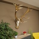 Rothirschgeweih ung. 20 ender Hirsch Höhe 112 cm Hirschgeweih Geweih auf geschnitztem Trophäenschild #82