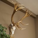 Rothirschgeweih ung. 20 ender Hirsch Höhe 112 cm Hirschgeweih Geweih auf geschnitztem Trophäenschild #82