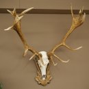 Rothirschgeweih ung. 20 ender Hirsch Höhe 112 cm Hirschgeweih Geweih auf geschnitztem Trophäenschild #82