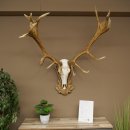 Rothirschgeweih ung. 20 ender Hirsch Höhe 112 cm Hirschgeweih Geweih auf geschnitztem Trophäenschild #82