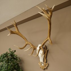 Rothirschgeweih ung. 20 ender Hirsch Höhe 112 cm Hirschgeweih Geweih auf geschnitztem Trophäenschild #82