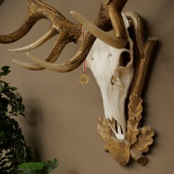 Rothirschgeweih ung. 20 ender Hirsch Höhe 112 cm Hirschgeweih Geweih auf geschnitztem Trophäenschild #82