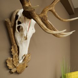 Rothirschgeweih ung. 20 ender Hirsch Höhe 112 cm Hirschgeweih Geweih auf geschnitztem Trophäenschild #82