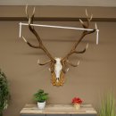 Bois de cerf rouge 6 cors Hauteur 59 cm Bois de cerf Plaque trophée sculptée 70.1031