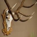 Bois de cerf rouge 6 cors Hauteur 59 cm Bois de cerf Plaque trophée sculptée 70.1031