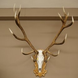 Bois de cerf rouge 6 cors Hauteur 59 cm Bois de cerf Plaque trophée sculptée 70.1031