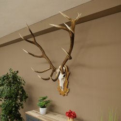 Bois de cerf rouge 6 cors Hauteur 59 cm Bois de cerf Plaque trophée sculptée 70.1031