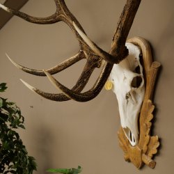 Bois de cerf rouge 6 cors Hauteur 59 cm Bois de cerf Plaque trophée sculptée 70.1031