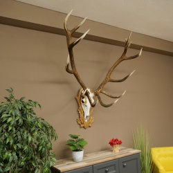 Bois de cerf rouge 6 cors Hauteur 59 cm Bois de cerf Plaque trophée sculptée 70.1031