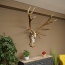 Bois de cerf rouge 6 cors Hauteur 59 cm Bois de cerf Plaque trophée sculptée 70.1031