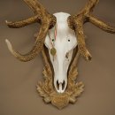 Bois de cerf rouge 6 cors Hauteur 59 cm Bois de cerf Plaque trophée sculptée 70.1031