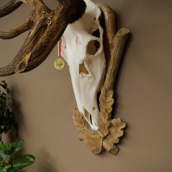 Bois de cerf rouge 6 cors Hauteur 59 cm Bois de cerf Plaque trophée sculptée 70.1031