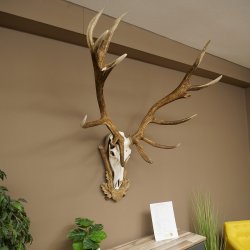 Bois de cerf rouge 6 cors Hauteur 59 cm Bois de cerf Plaque trophée sculptée 70.1031