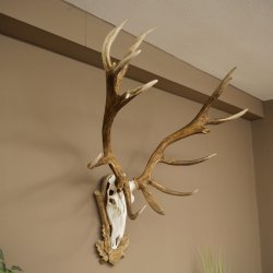 Bois de cerf rouge 6 cors Hauteur 59 cm Bois de cerf Plaque trophée sculptée 70.1031