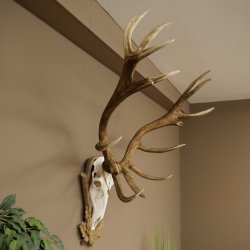 Bois de cerf rouge 6 cors Hauteur 59 cm Bois de cerf Plaque trophée sculptée 70.1031