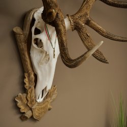 Bois de cerf rouge 6 cors Hauteur 59 cm Bois de cerf Plaque trophée sculptée 70.1031