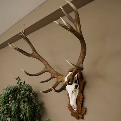 Bois de cerf rouge 6 cors Hauteur 59 cm Bois de cerf Plaque trophée sculptée 70.1031