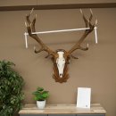 Bois de cerf rouge 6 cors Hauteur 59 cm Bois de cerf...