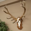 Bois de cerf rouge 6 cors Hauteur 59 cm Bois de cerf Plaque trophée sculptée 70.1031