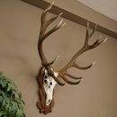 Bois de cerf rouge 6 cors Hauteur 59 cm Bois de cerf Plaque trophée sculptée 70.1031