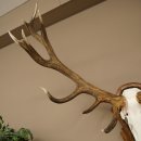 Bois de cerf rouge 6 cors Hauteur 59 cm Bois de cerf Plaque trophée sculptée 70.1031