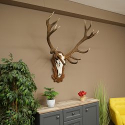 Bois de cerf rouge 6 cors Hauteur 59 cm Bois de cerf Plaque trophée sculptée 70.1031