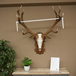 Bois de cerf rouge 6 cors Hauteur 59 cm Bois de cerf Plaque trophée sculptée 70.1031