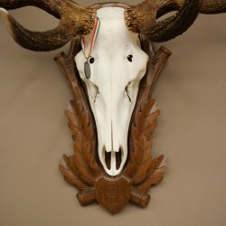 Bois de cerf rouge 6 cors Hauteur 59 cm Bois de cerf Plaque trophée sculptée 70.1031